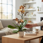 Phalaenopsis Monaco