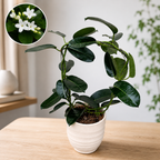 Stephanotis jasminoides (Iasomia de Madagascar, Floarea Fericirii) - flori intens parfumate