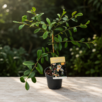 Magnolia laevifolia 'Honey Velvet' - fiori profumati D15