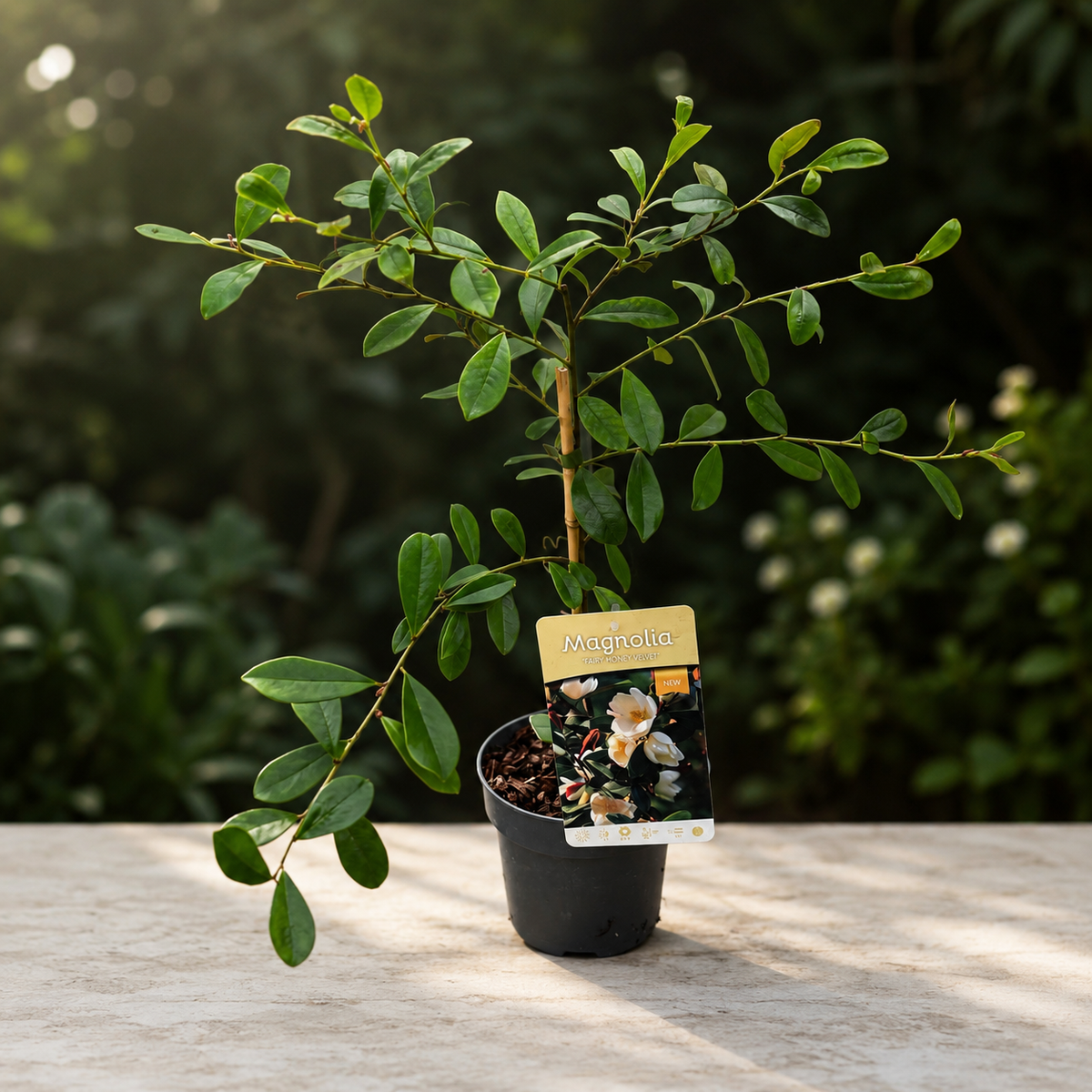 Magnolia laevifolia 'Honey Velvet' - flori parfumate D15