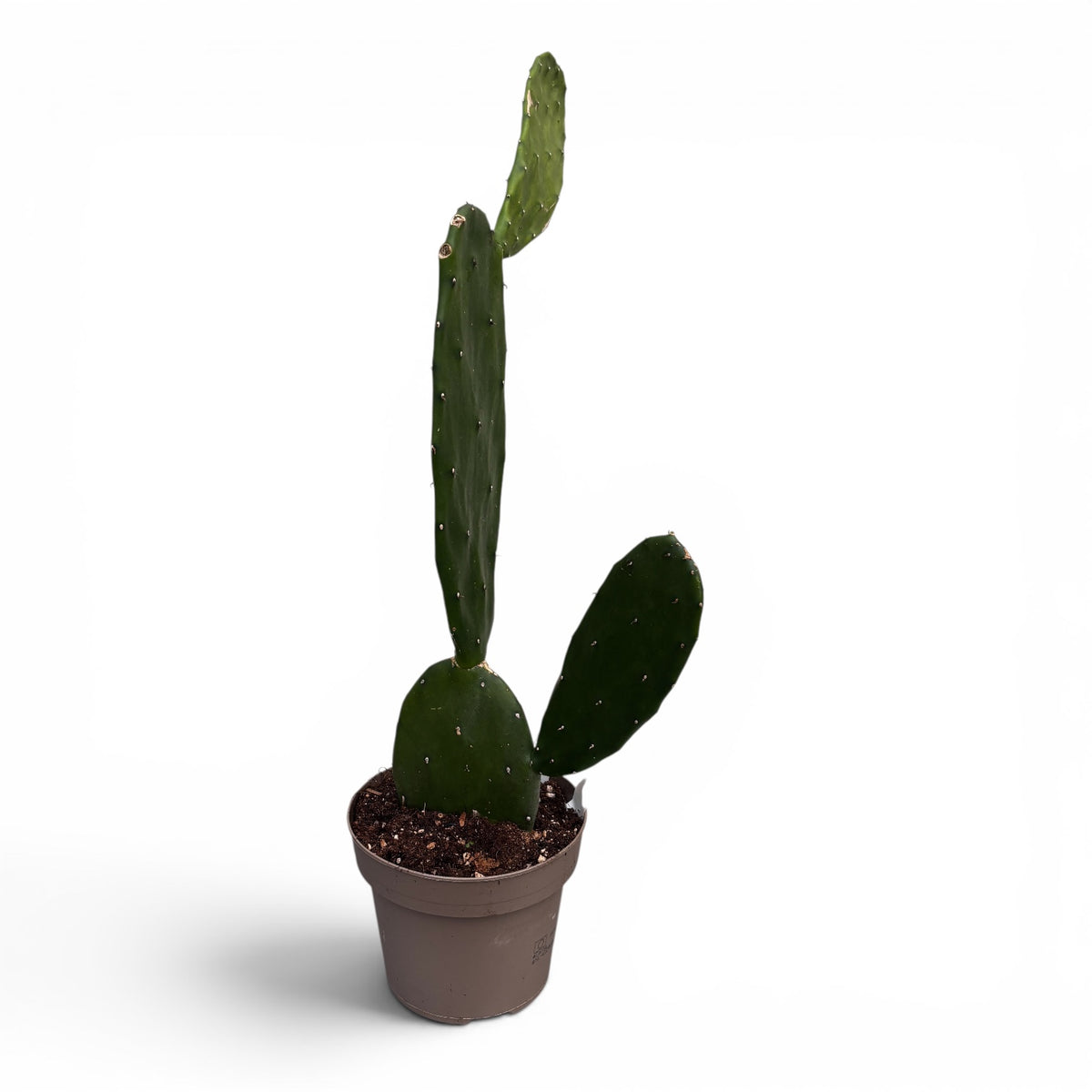 Opuntia cochenillifera - fructe comestibile