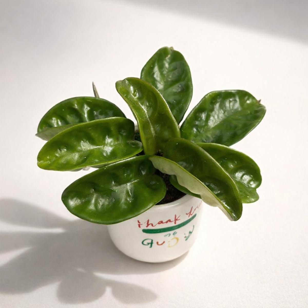 Hoya carnosa 'Krinkle 8' - zapach czekolady