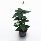 Thunbergia alata ‘Orange Eye’ (Black-eyed Susan)