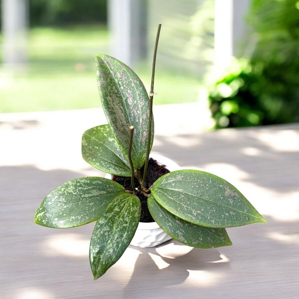 Hoya wibergiae D6