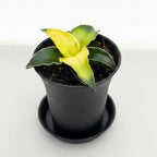 Sansevieria ‘Star Canary’ D7