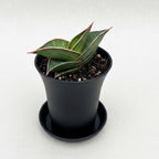 Sansevieria 'Almond Silver'