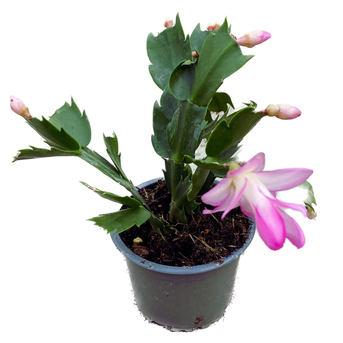 Schlumbergera ‘Thor Eliza’ (Pink Christmas Cactus) 2pp