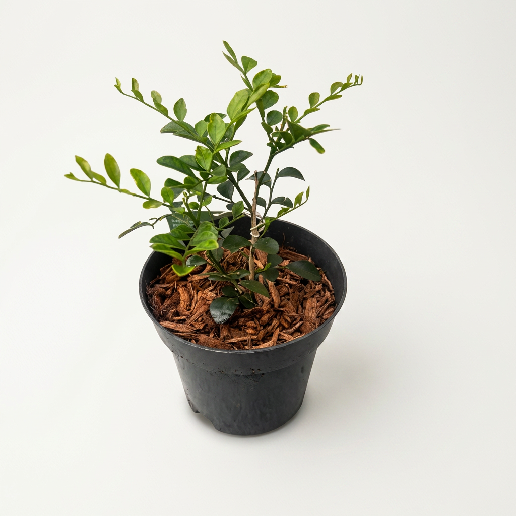 Murraya paniculata (Orangenjasmin) D14 - intensiv duftende Blüten