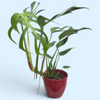 Monstera „Burle Marx Flame” – okazy XL