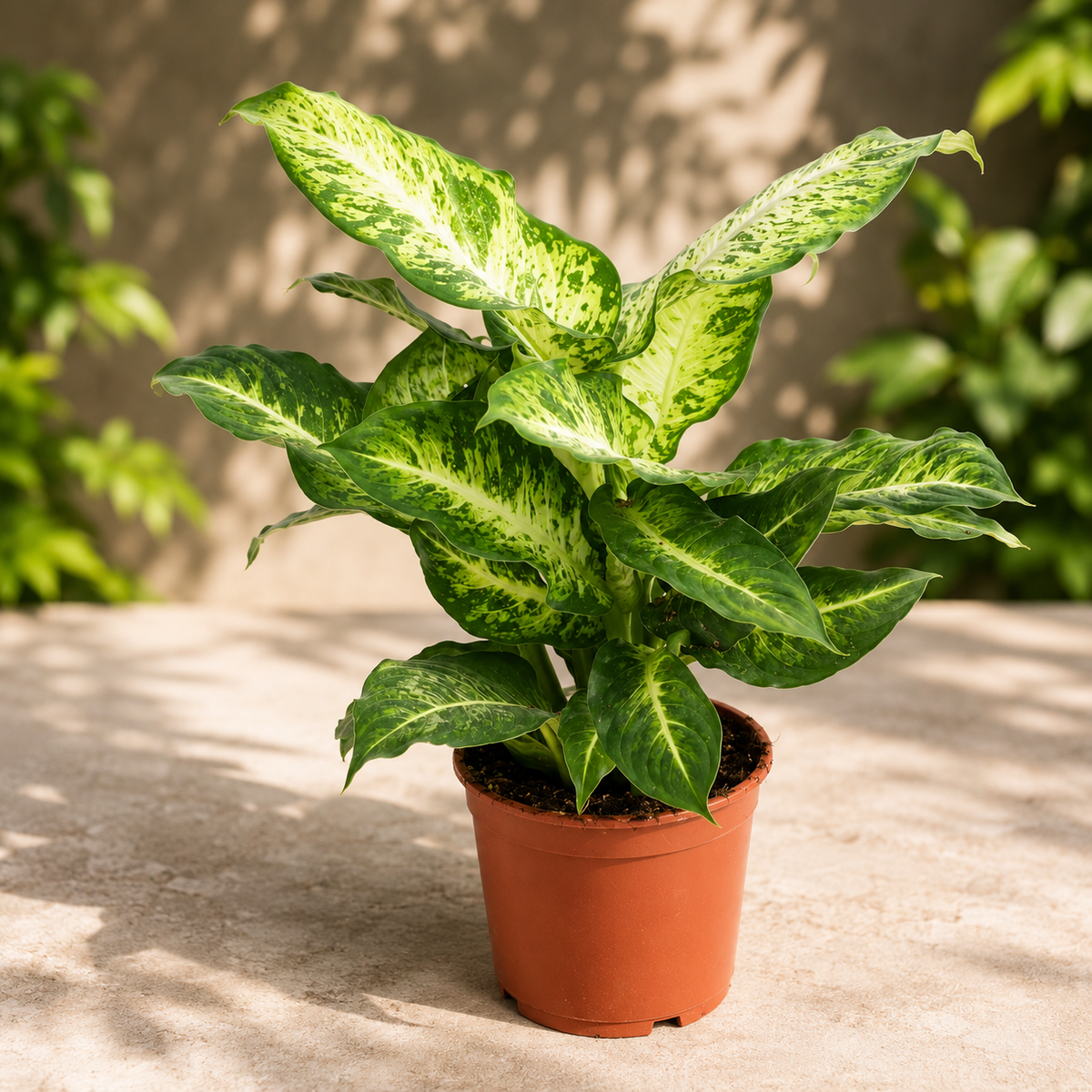 Dieffenbachia 'Mars' - plante Feng Shui avec un feuillage élégant et une croissance vigoureuse