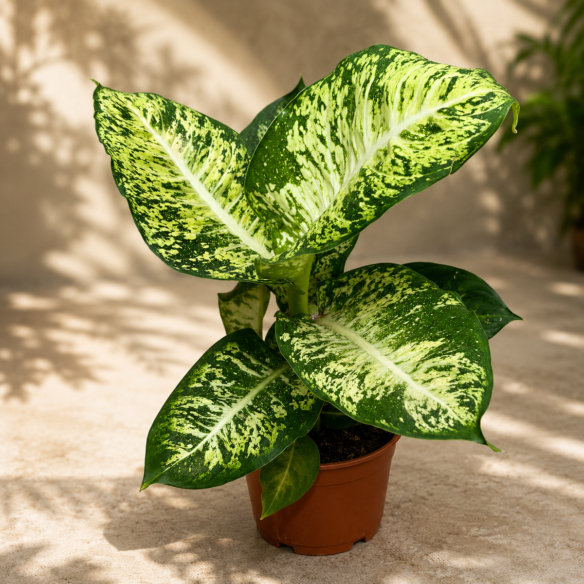 Dieffenbachia 'Mars' - plante Feng Shui avec un feuillage élégant et une croissance vigoureuse