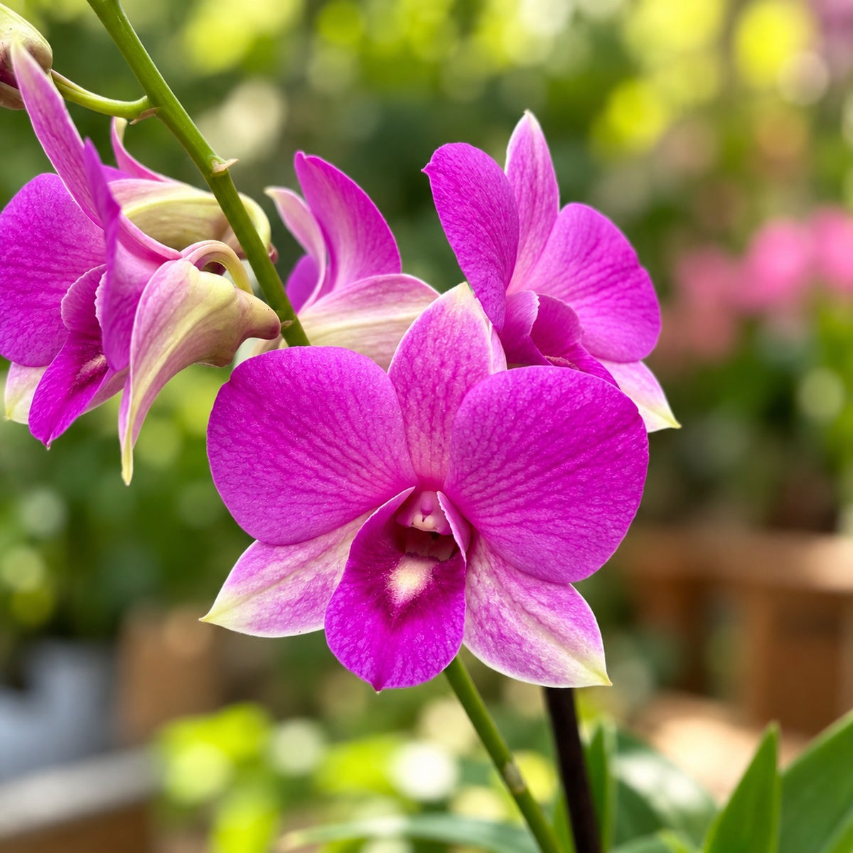 Dendrobium Phalaenopsis 'Burana Pinky'