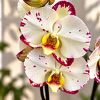 Phalaenopsis Lemon Beauty