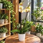 Phalaenopsis Lemon Beauty