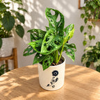 Monstera Adansonii (Philodendron Maschera di Scimmia) D9