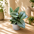 Scindapsus treubii ‘Moonlight’ – eleganta argintie pentru orice interior