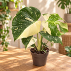 Monstera deliciosa 'Thai Constellation' Half Moon