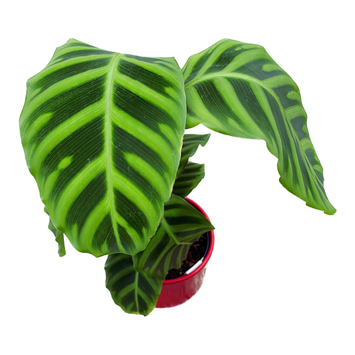 Calathea Zebrina (Zebraplant)