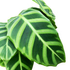 Calathea Zebrina (Zebraplant)