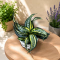 Sansevieria Hahnii 'Göndör Spirál Csillag'
