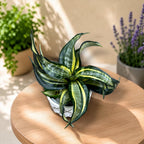 Sansevieria Hahnii 'Göndör Spirál Csillag'