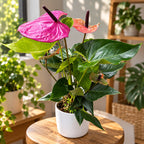 Anthurium ‘Cavalli’ (Floarea Flamingo) - flori mari