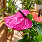 Anthurium ‘Cavalli’ (Floarea Flamingo) - flori mari