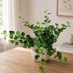 Ivy - Hedera helix 'Wonder'