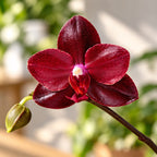Phalaenopsis Salu illatossága (fekete levelek) - illatos virágok