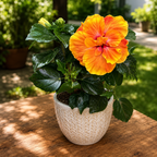 Hibiscus Long Life ‘Apollo Double’ – hibiscus with spectacular double flowers
