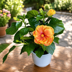 Hibiscus Long Life ‘Apollo Double’ – hibiscus with spectacular double flowers