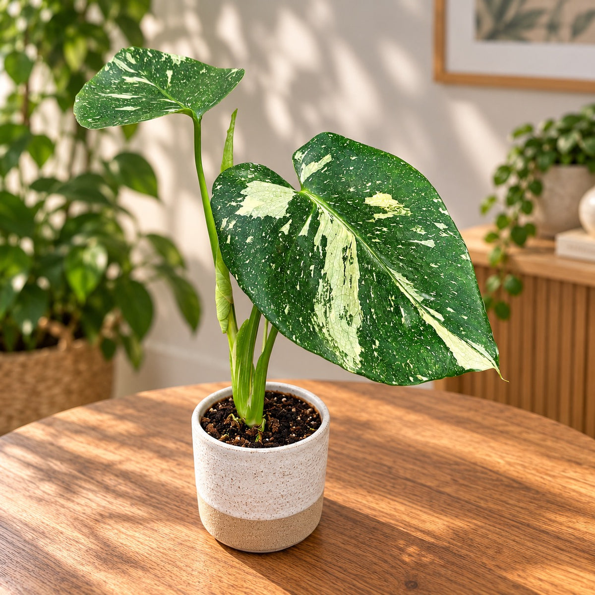 Monstera variegata 'Thai Constellation'