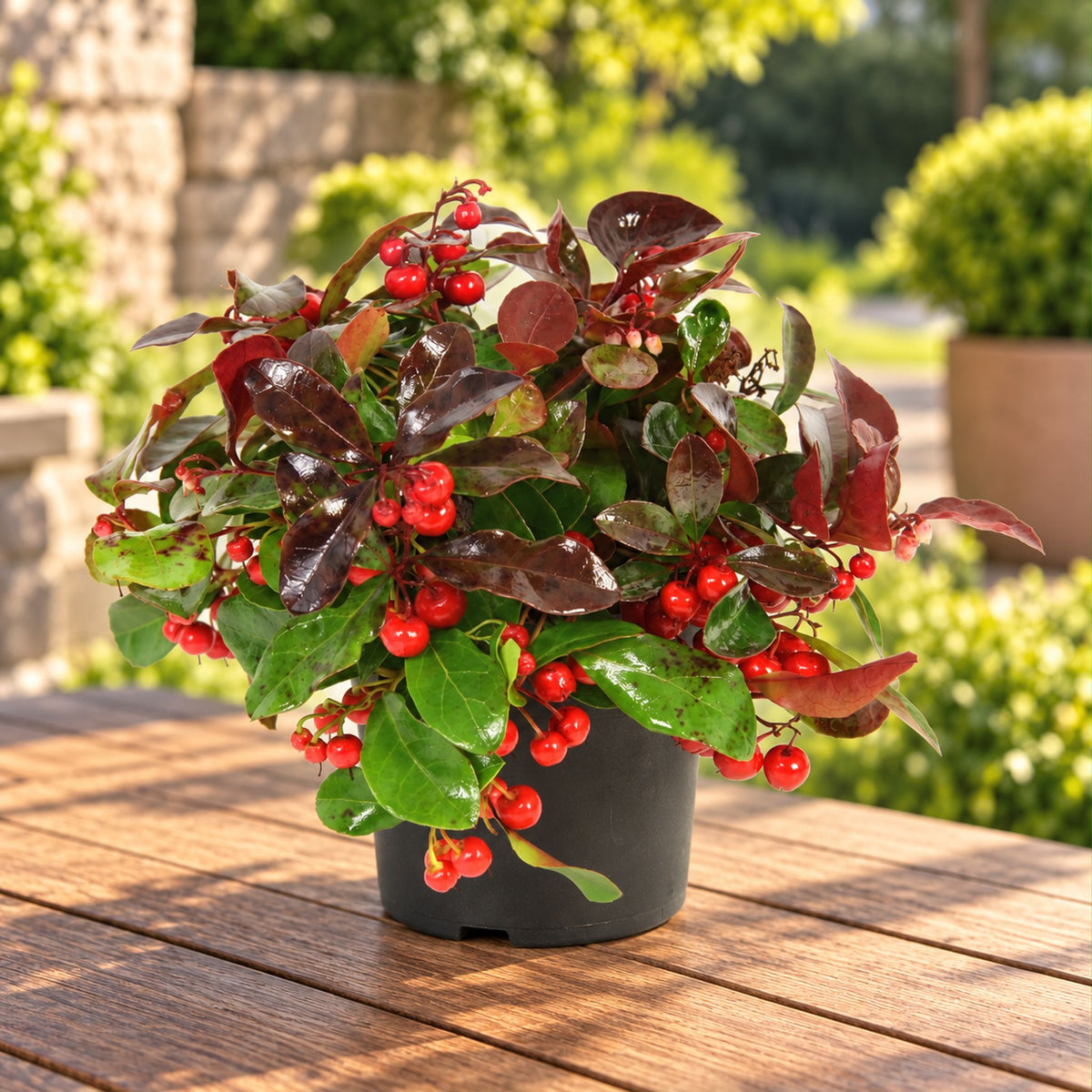 Gaultheria Procumbes 'Big Berry' - planta vesnic verde