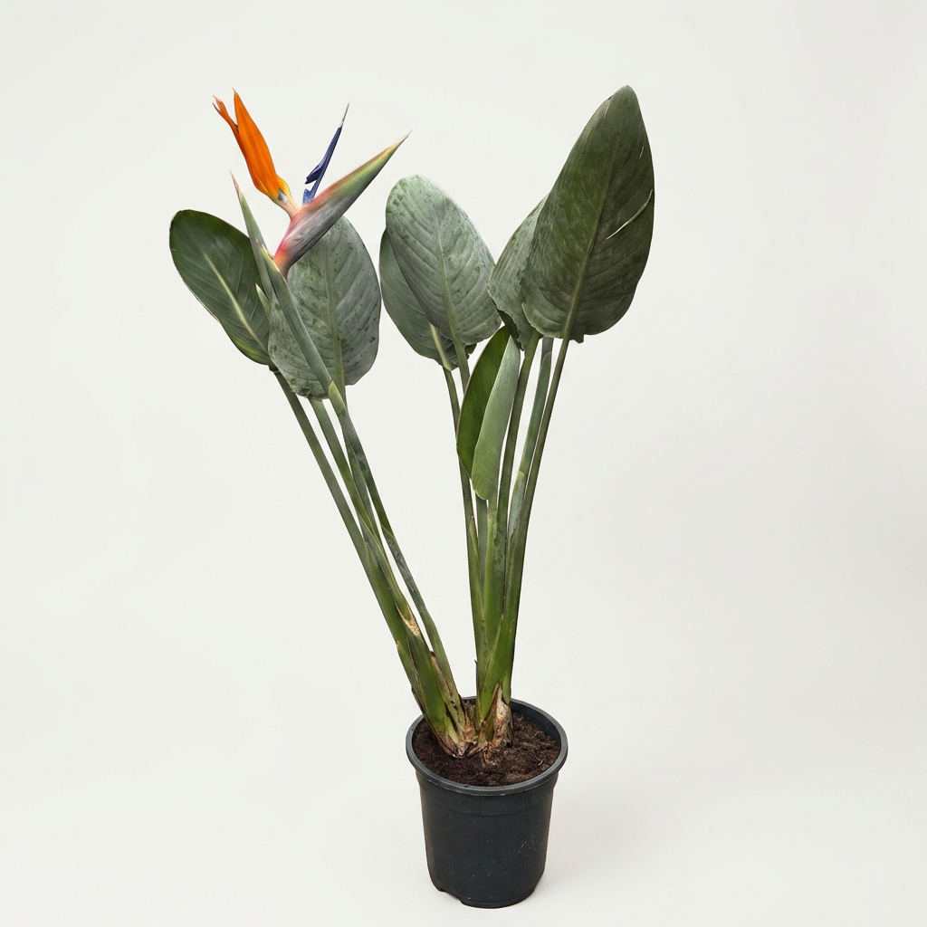 Strelitzia reginae - blühende Größe