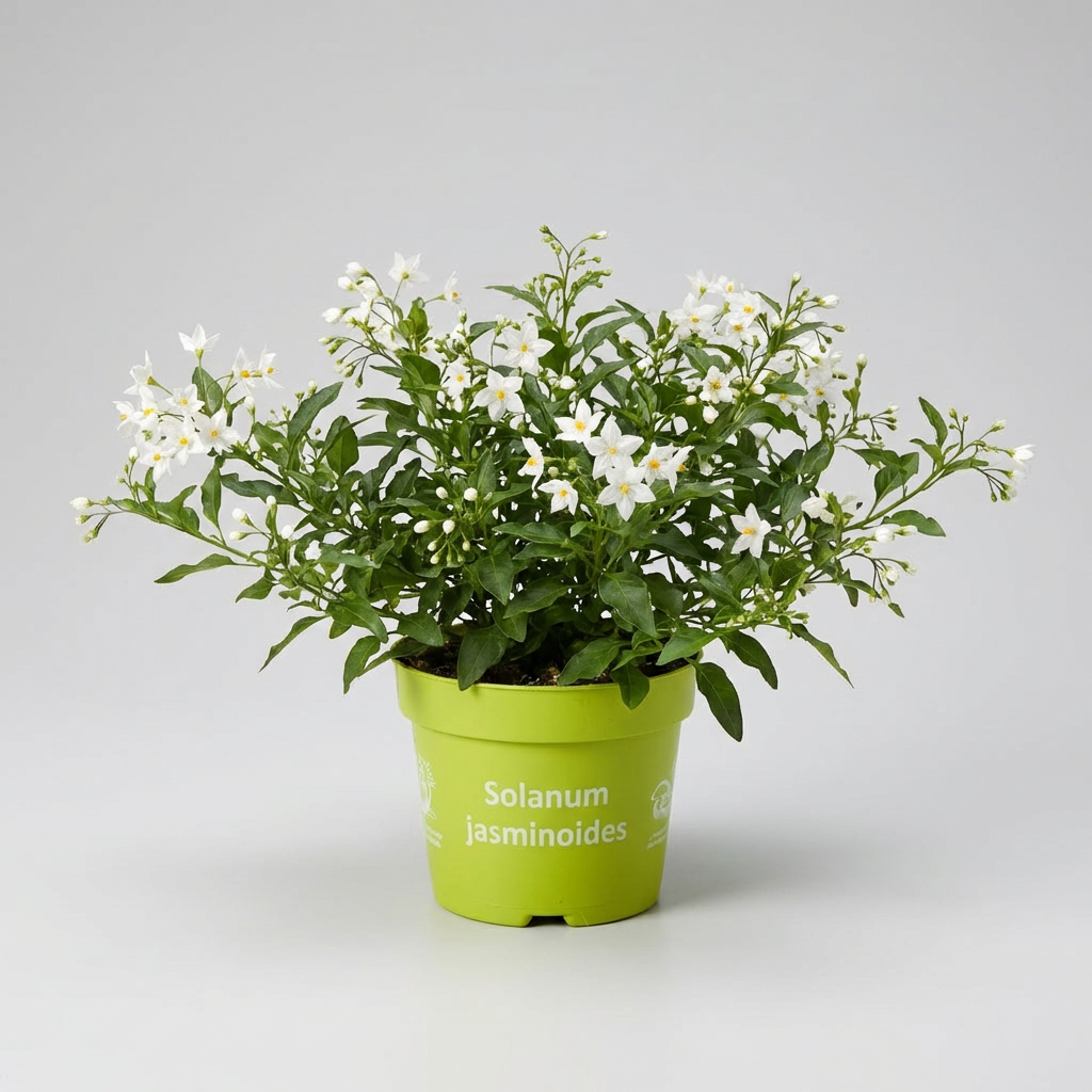 Solanum jasminoides - iasomie cataratoare cu inflorire abundenta