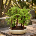 Bonsai Metasequoia Wald