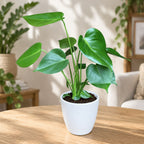 Monstera deliciosa (Swiss cheese plant) 2-3 plante/ghiveci