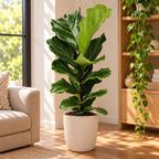 Ficus lyrata (smochin lira) - planta de interior cu frunze mari