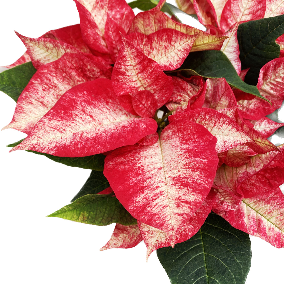 Euphorbia pulcherrima ‘Premium Picasso’