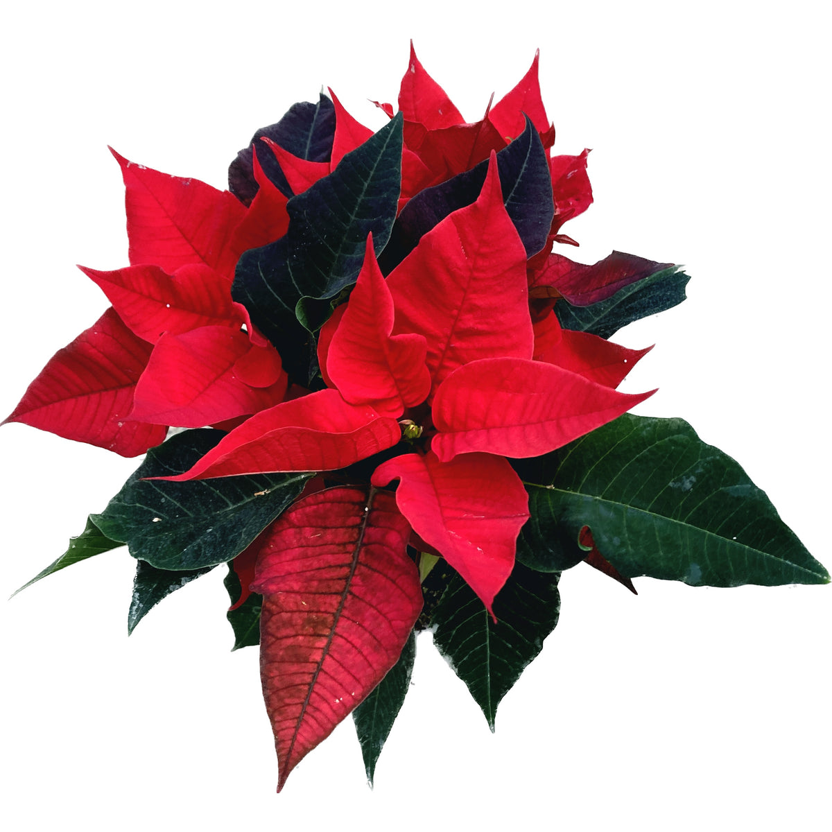 Euphorbia Poinsettia Pulcherrima - Christmas Star D10