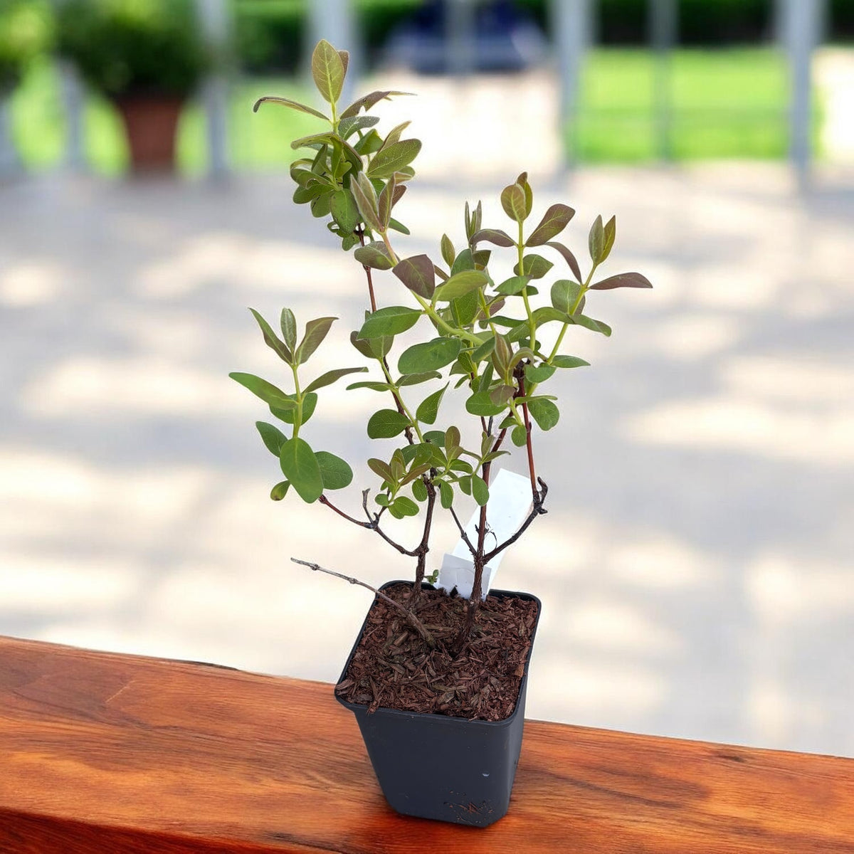 Lonicera caerulea 'Zojka' -  Afinul siberian, Boabe de miere