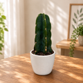 Cuddly Cactus – cactusul fara spini, usor de iubit