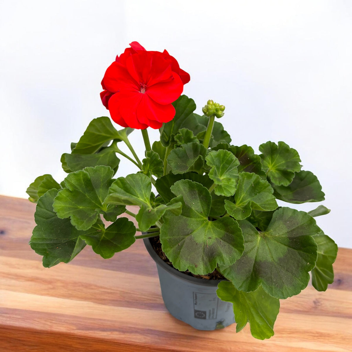 Pelargonium zonale Sunrise® Fernando - muškát s bohatým květem