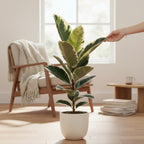 Ficus elastica Tineke H90 - planta decorativa cu frunzis variegat