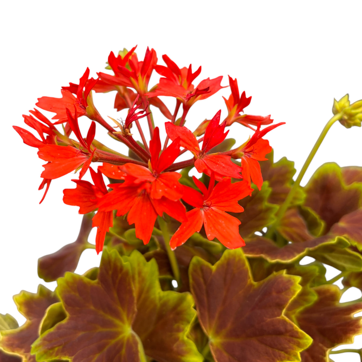 Pelargonium ‘Vancouver Centennial’ (muškáty s barevnými listy)