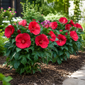 Hibiskus moscheutos ‘Oak Red’ – bylinowy hibiskus o ogromnych kwiatach  