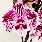 Phalaenopsis 'Limited #37’ nagy ajak