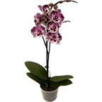 Phalaenopsis 'Limited #37’ nagy ajak