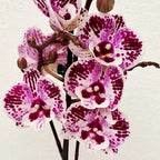 Phalaenopsis 'Limited #37’ nagy ajak