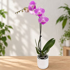Phalaenopsis lmanion (Royal Smile) big lip